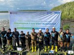 Menanam Masa Depan: PNM, BRINS, dan Buttaporea Tanam 7.000 Mangrove di Pesisir Untia Makassar