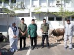 Pemkot Makassar Tebar Berkah Iduladha, 9 Ekor Sapi Kurban Disalurkan ke Masyarakat