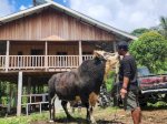 Kisah Kades Kassi Buleng: Sapi Limosin Ternaknya Diborong Presiden Prabowo