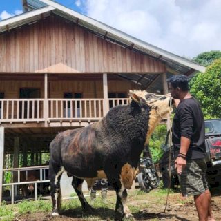 Kisah Kades Kassi Buleng: Sapi Limosin Ternaknya Diborong Presiden Prabowo