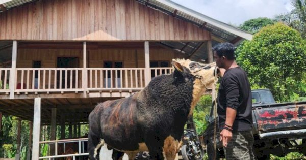 Kisah Kades Kassi Buleng: Sapi Limosin Ternaknya Diborong Presiden Prabowo