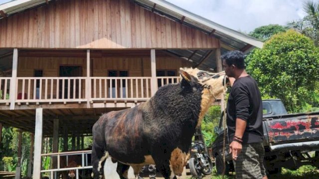 Bahar, Kepala Desa Kassi Buleng, Sinjai, bersama sapi Limosin miliknya yang berbobot lebih dari 1 ton. Tiga ekor sapi jenis ini dipilih Presiden Prabowo Subianto untuk hewan kurban tahun 2026. (doc_bahar) 