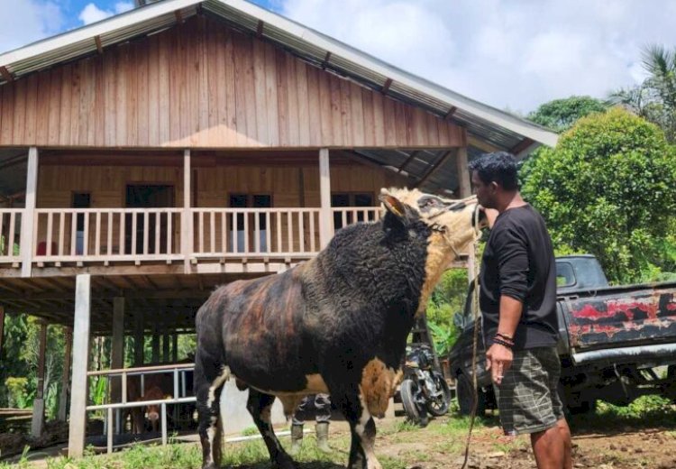 Kisah Kades Kassi Buleng: Sapi Limosin Ternaknya Diborong Presiden Prabowo