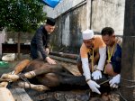 Idul Adha 1447 H, PLN UID Sulselrabar Sembelih 92 Hewan Kurban