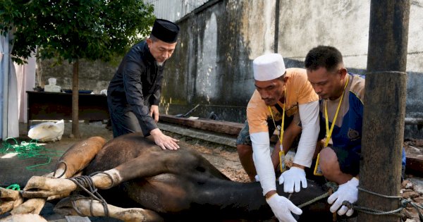 Idul Adha 1447 H, PLN UID Sulselrabar Sembelih 92 Hewan Kurban