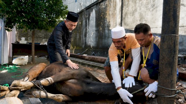 General Manager PLN UID Sulselrabar, Edyansyah (kiri), turut terlibat langsung saat pelaksanaan penyembelihan hewan kurban dalam rangka Hari Raya Idul Adha 1447 H, dikantor PLN UID Sulselrabar (27/5). Kegiatan ini menjadi wujud semangat kebersamaan, kepedulian sosial, dan berbagi keberkahan kepada sesama. (Dok. PLN)