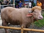 Mirip Donald Trump! Kerbau Albino di Bangladesh Batal Disembelih