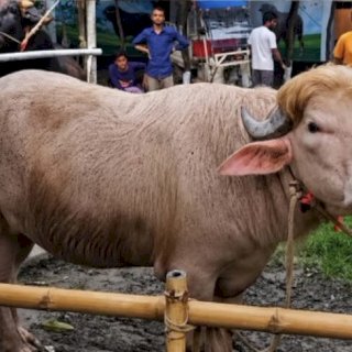 Mirip Donald Trump! Kerbau Albino di Bangladesh Batal Disembelih
