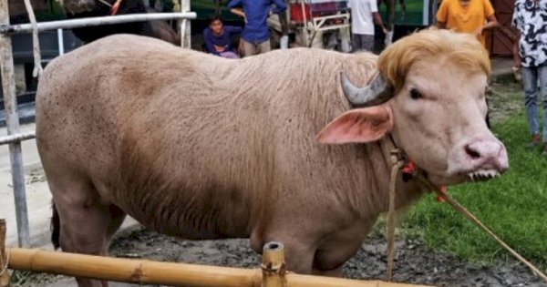 Mirip Donald Trump! Kerbau Albino di Bangladesh Batal Disembelih