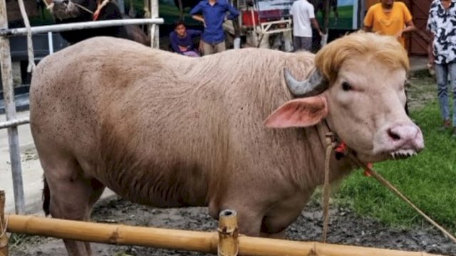 Kerbau albino berbobot 700 kg di Bangladesh yang dijuluki "Donald Trump" karena rambut kepalanya yang mirip Presiden AS. Hewan ini viral dan batal disembelih untuk kurban Iduladha. (foto_tangkaplayartiktok)