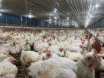 Kabar Baik! Harga Ayam di Peternak Naik Jadi Rp19.500 per Kg