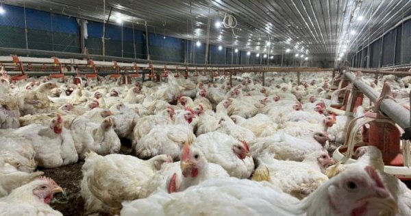 Kabar Baik! Harga Ayam di Peternak Naik Jadi Rp19.500 per Kg