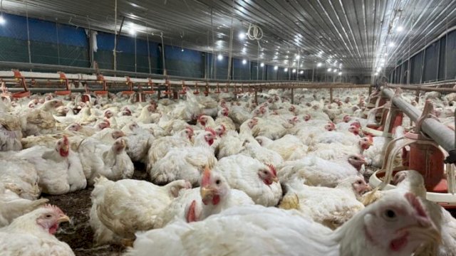 Kementan tetapkan harga minimal ayam hidup Rp19.500 per Kg (doc_LiveBird)