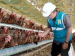 PLN Perkuat Ketahanan Pangan Lewat Elektrifikasi Sektor Agrikultur