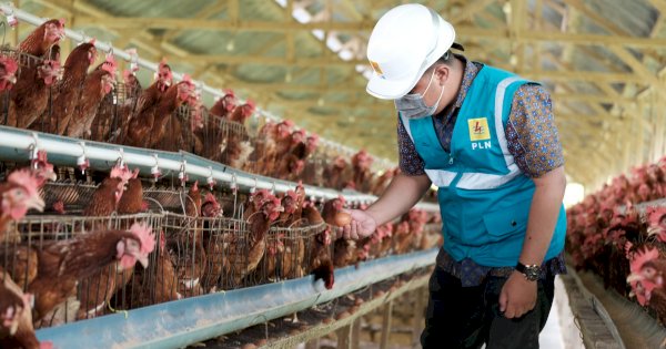 PLN Perkuat Ketahanan Pangan Lewat Elektrifikasi Sektor Agrikultur