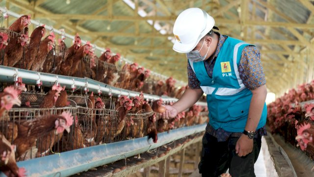 PLN mendorong modernisasi sektor pertanian dan peternakan melalui Program Electrifying Agriculture (EA). (Dok. PLN)