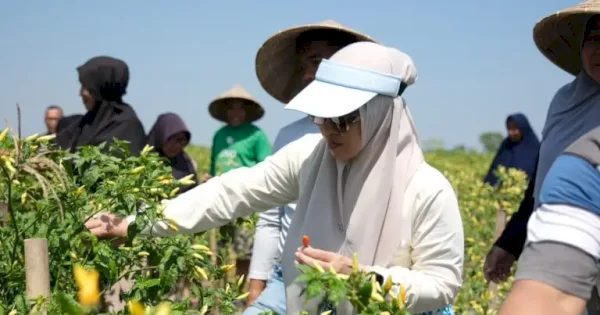 Bersama Ratusan Warga, Husniah Talenrang Gelar Panen Padi dan Palawija di Bontonompo