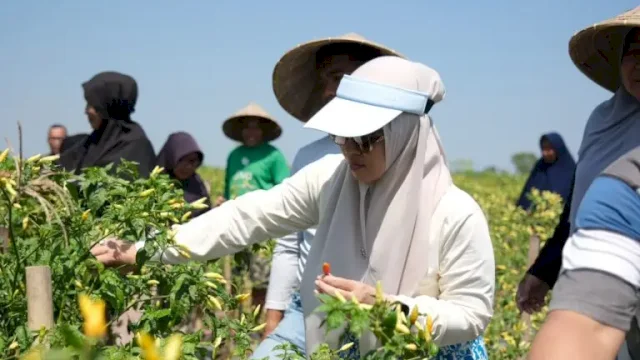 Bersama Ratusan Warga, Husniah Talenrang Gelar Panen Padi dan Palawija di Bontonompo ||(foto_humaskab) 