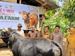 PLN Resmikan NUMA Farm, Dukung Peternak Sinjai dengan 8 Sapi Limousin