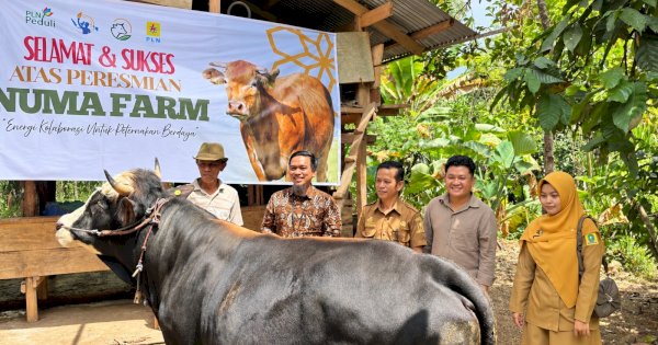 PLN Resmikan NUMA Farm, Dukung Peternak Sinjai dengan 8 Sapi Limousin