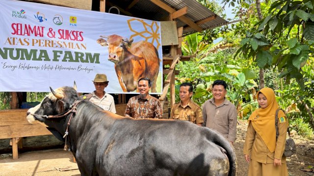 Peresmian sentra peternakan NUMA Farm sebagai bagian dari Program TJSL PLN Peduli di Kabupaten Sinjai, yang didukung dengan 8 ekor sapi Limousin sebagai aset produktif untuk mendorong pemberdayaan dan kemandirian ekonomi masyarakat. (Dok. PLN)