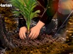 Ada Bibit Kelapa Sawit di Area Bekas Karhutla