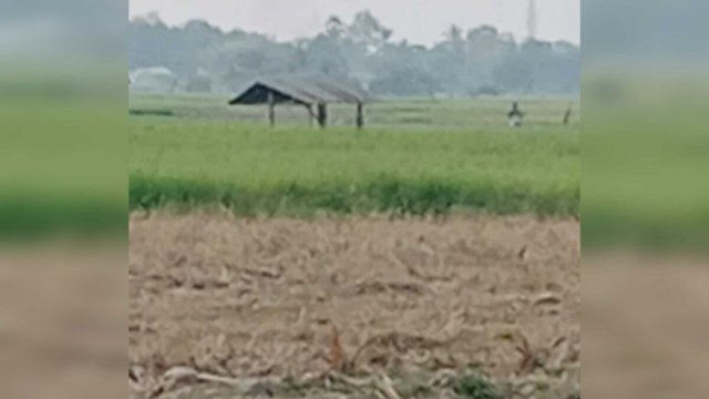 Areal persawahan di Kalase'rena dilanda kekeringan || (Kredit foto:yoz@harian.news) 