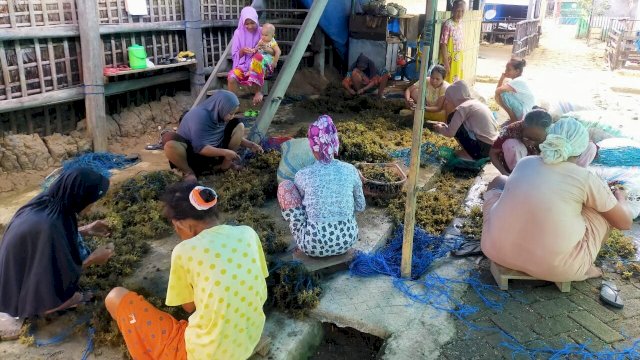 Ibu Rumah Tangga (IRT) Dusun Jollo, Desa Bulu Cindea, Kabupaten Pangkep saat mengikat bibit rumput laut sebelum dibentangkan di laut. (Dok. Made Ali, Kades Bulu Cindea)